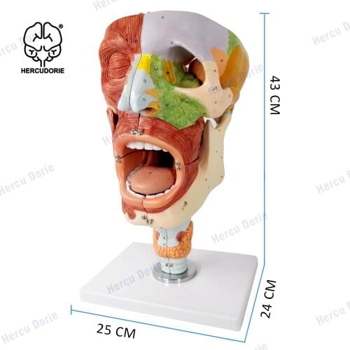 Medical Models Nasopharyngeal Throat Pharyngeal Muscle Human Anatomical Model Life Size for Anatomy Teaching and Studying