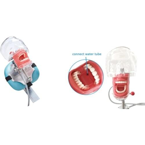 Head Model Dental Simulator Manikin Phantom with New Style Bench Mount Dental Models for Dentist Teaching 360-degree Adjustment