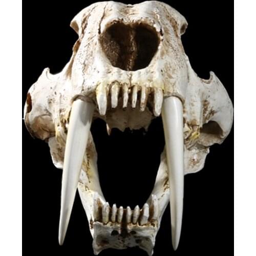 Resin American Ancient Animals Saber Tooth Cat Tiger Skull Model Sabertooth Smilodon Fatalis Specimen Model Animal Skeleton Gift