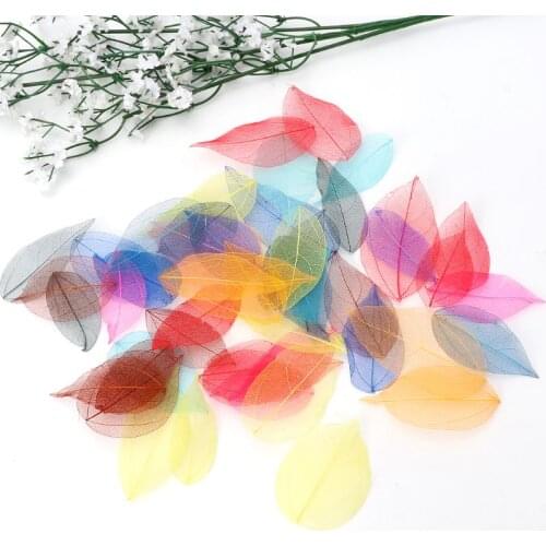 U90E 50 Pcs Mixed Color Natural Skeleton Leaves Pressed Flower for Jewelry Making