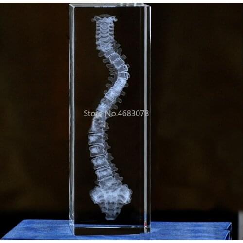 3D Stereoscopic crystal inner carving Human spine model for Medical teaching supplies or Ideal gift 50x50x80mm