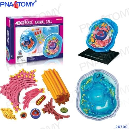 4D MASTER Animal Cell Model Biological Anatomy DIY Gift Children Toy Zoo Decoration Museum Used Tool Educational Teach Division