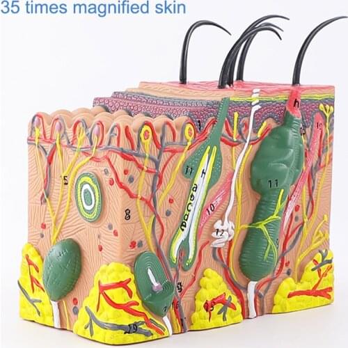 Human Skin and Hair Structure Enlarge Model Skin Layer Structure Model Humans Skeleton Anatomical Model