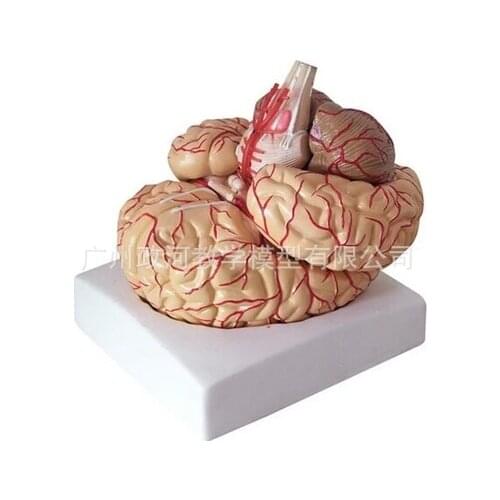 Human Brain Cerebral Artery Cranial Nerve Anatomy Model Neurology Biology Human Skeleton Toy