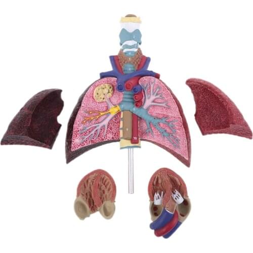 Life Size Human Lung Model Anatomical Respiratory System Anatomy for School Science Resources Study Display Teaching Tool