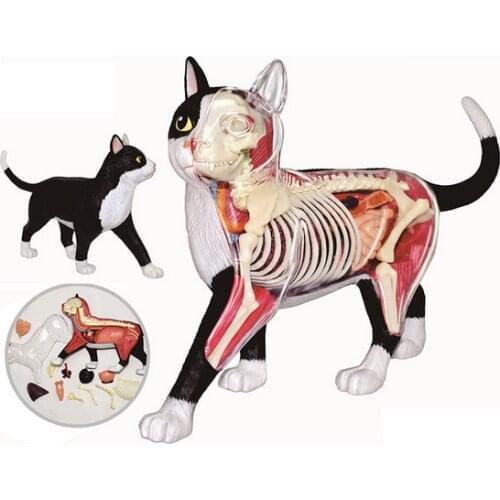 Black and white cat 4d puzzle Assembling toy Animal Biology organ anatomical model medical teaching model