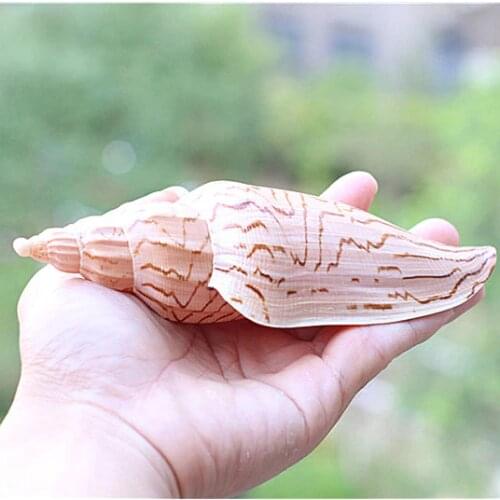 Rare Natural Conch SeaShell Specimen Snail Lightning Snail Fish Tank Aquarium Landscaping Decoration Home Collection Decoration