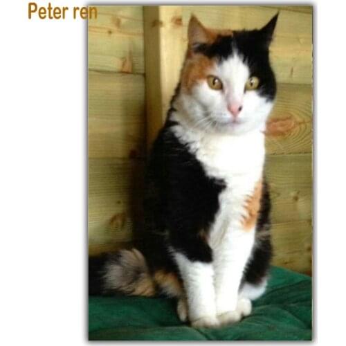 Peter ren Diamond painting cat cross stitch diamond embroidery animal 5d Square/Round diamond Mosaic Rhinestone Fat kitten