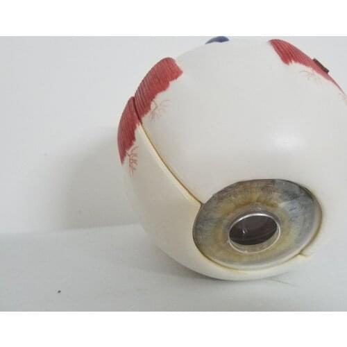 6x Eye Anatomical Model Natural Teaching Instruments and Equipment