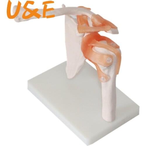 Life Size master human anatomy skeleton anatomical model for sale Skull odontologia Shoulder Bone Muscle Joint Anatomical Model