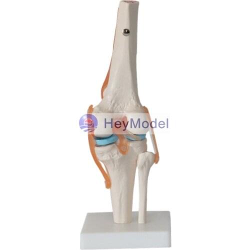 Heymodel Life Size 1:1 Knee Joint Section Model with Imported PVC Material and Paint