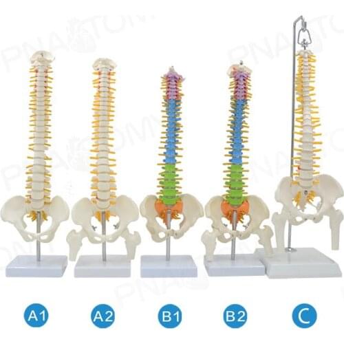 45cm human spine medical bone orthopedics exercise bone model cervical spine and lumbar spine skeleton