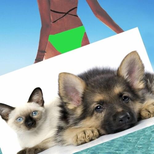 Animail Pet Dog Cat Beach Towel Bath Towel Bathroom Swim Customize Microfiber Towels Travel Towel Super Towel Quick Dry Under 10