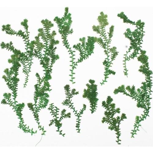 120pcs Pressed Dried Fimbristylis milliacea L.Flower Plants Herbarium For Jewelry Making Postcard Frame Phone Case Craft DIY