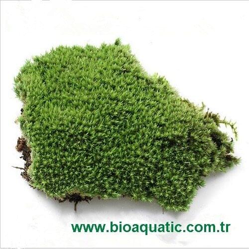 BIO AQUATIC Interior Decor Items