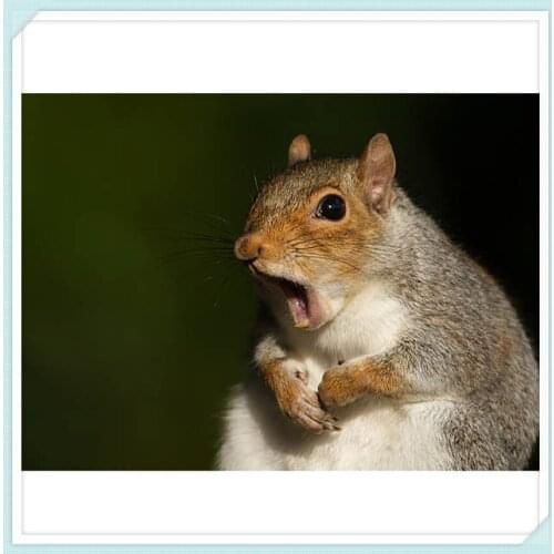 Diamond Embroidery sale Diamond Painting Full square Pictures of Rhinestones Diamond Mosaic Cross Stitch Scared squirrel ZC184