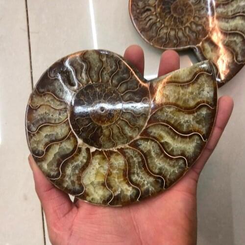 1pcs madagascar fossils iridescent ammonite natural stones and minerals specimen