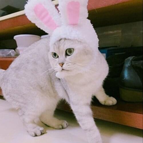 Cat headgear cat headdress performance props funny pet hat rabbit ear modeling accessories