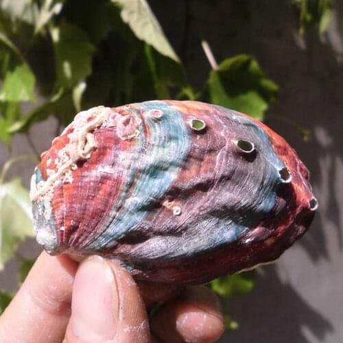 Colorful natural conch shells abalone shell fish tank aquarium landscaping windows home floor wall stickers abalone shell bowl