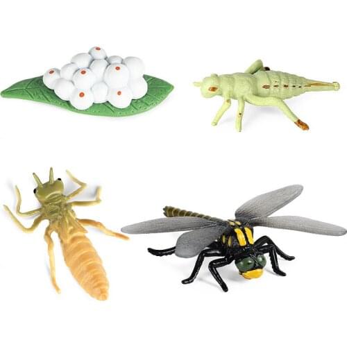 Childrens Science And Education Toy Animal Dragonfly Growth Cycle Model PVC Animals Action Figures Childrens Christmas Gifts