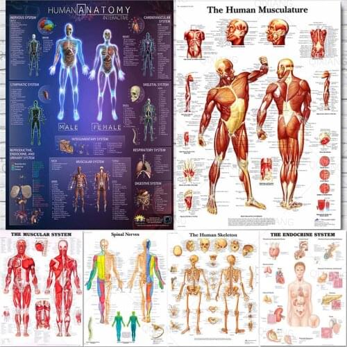 Amazing Body Map Human Anatomy Muscular System Chart Art Poster Print Canvas Wall Pictures for Medical Education Home Decor