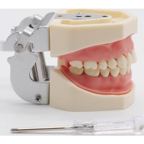 Study Student Practice Soft Gum Model Teeth Replacement For Dental Lab