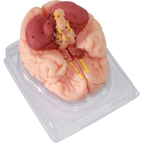 Brain Artery Model 1:1 Brain Anatomy Model Brain Structure Model