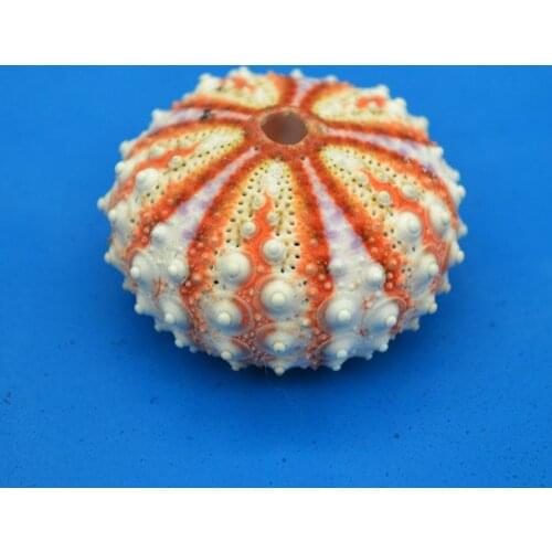 Variety Natural Shells conch sea urchin decoration lands cape aquarium landscape house office decoration