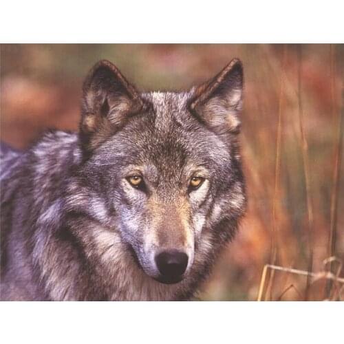NEW forest wolf 5d Diamond Mosaic full Diamond Painting Cross Stitch Diamond Embroidery Animal Pattern rhinestone decoration