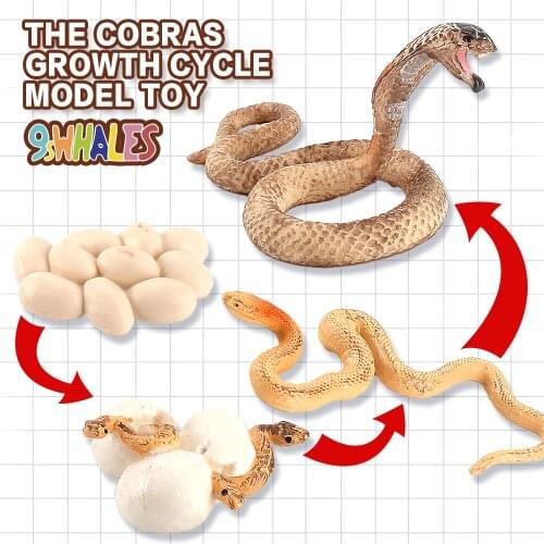 Realistic Cobra Growth Cycle Educational Fidget Toy Model PVC Scene Design Simulation Powder Toy figurine Decoration Gift