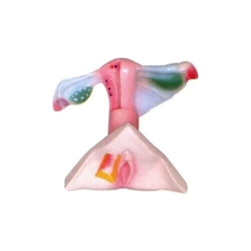Anatomic model of female internal and external genitalia natural size free shipping