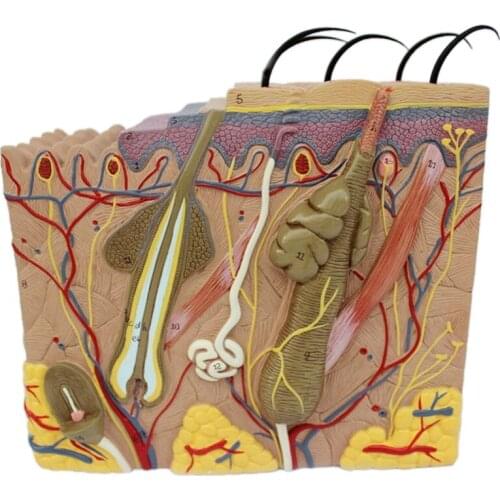 Skin Model,Skin and Hair Structure Enlarge Model Anatomical Model Anatomy for Science Classroom Study Display Teaching Model
