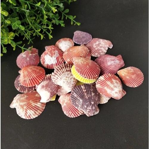 30pcs/bag Colorful Natural Seashells Decorations Scallop Shells Crafts Decor Ornament Colorful shells sea star
