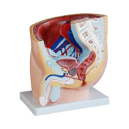Anatomical Human Male Urinary Bladder Penis Model Medical Urology Anatomy