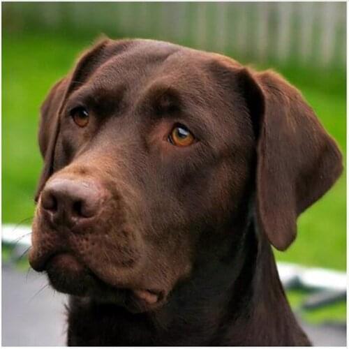 HOT!!Brown dog Pattern Diamond Embroidery DIY Needlework Diamond Painting Cross Stitch 5D Rhinestones animal Painting AS927