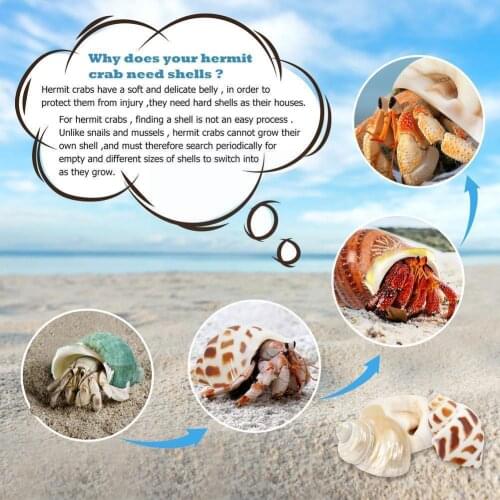 100g Mixed Ocean Sea Shells Wedding Decor Beach Theme Landscape Home Photo Party, Decorations Decor Aquarium Props Seashell K0M0