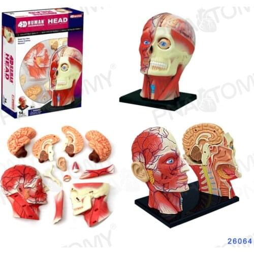 4D MASTER The model of muscle skull with brain Brain neurology medical model gift assembly toy
