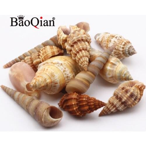 10/lot Natural Conch Shell Decoration Crafts For Fashion Home Decoration Diy Creative Marine Style Fish Tank Embellishment