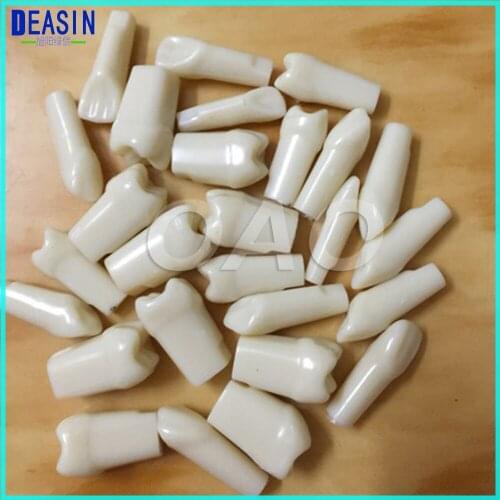 Learning model teeth model replace teeth whole set 28 pcs/32 pcs spare teeth teaching model