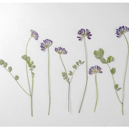 120pcs Pressed Dried Flower Astragalus sinicus L With Stem For Nail Art Jewelry Bookmark Phone Case Invitation Card DIY