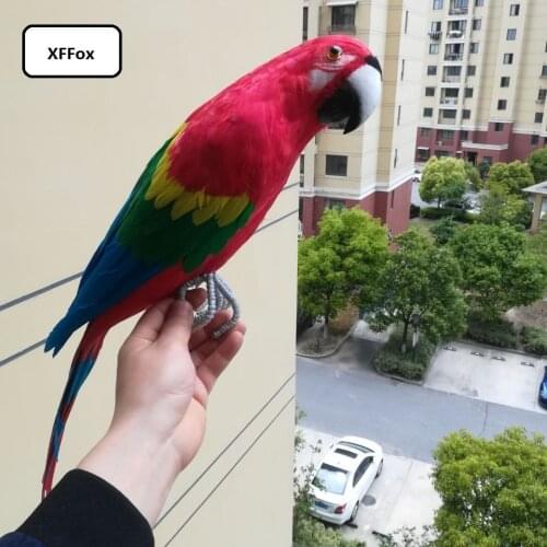 Big simulation parrot model foam&feather new real life red parrot bird gift about 60cm xf1069