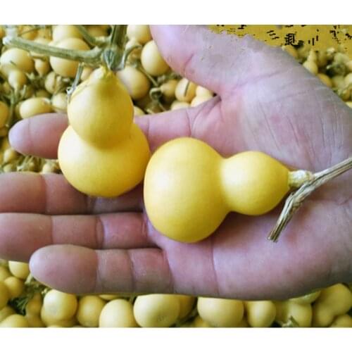 Mini Natural Dry Gourds Craft Small Calabash Gourd Fengshui Bagua Hulu /Dried Lagenaria siceraria Gourds
