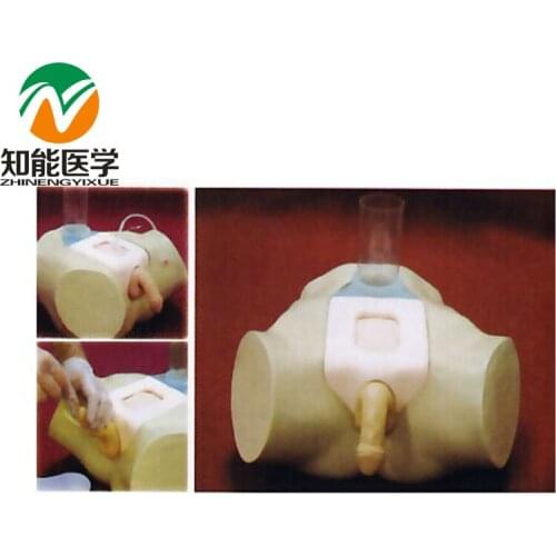 BIX-H29E Medical Teaching Model Male Bladder Puncture Simulator Male Genital W007