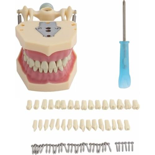 Dental Model Teeth Model Fit Frasaco Teaching Model Standard Model with 32pcs Removable Screw-in Teeths