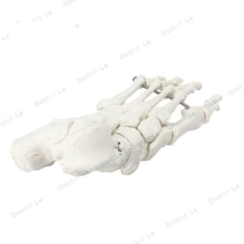 1:1 Foot bone model human foot joint model foot foot bone structure ankle joint structure fibula toe bone Teaching