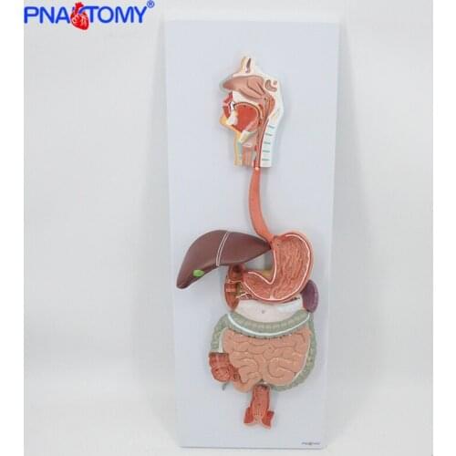 Life Size Human Digestive System Model Head Oral Cavity Larynx Intestine Stomach Liver Pancreas Anatomy Model Medical Teaching