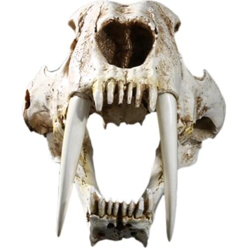 1:1 Size American Ancient Animals Saber Tooth Cat Tiger Skull Sabertooth Smilodon Fatalis Specimen Model Animal Skeleton Model-A