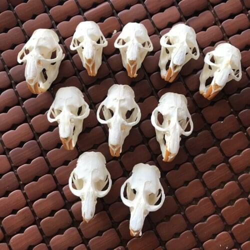 1pcs,3pcs,5pcs,10pcs Ondatra zibethicus Muskrat skull real bone skeleton biology taxidermy
