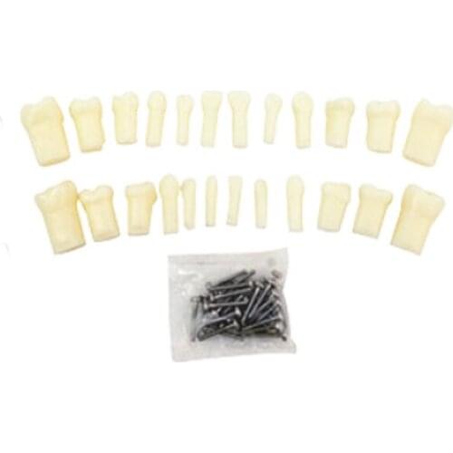 24PCS Primary Teeth With Straight Roots for dental model education Anatomy crown straight roots easy set or remove