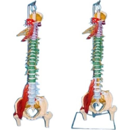 Natural large soft spine comprehensive demonstration spine model human skeleton model